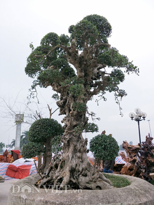 Chăm cụ duối nghìn năm tuổi, thú vui tiền tỷ của đại gia Việt - 7 Chăm cụ duối nghìn năm tuổi, thú vui tiền tỷ của đại gia Việt - 7