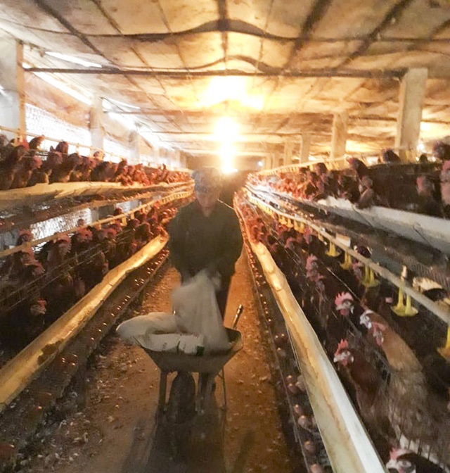 Khởi nghiệp, thoát nghèo nhờ chăn nuôi - 2 Khởi nghiệp, thoát nghèo nhờ chăn nuôi - 2