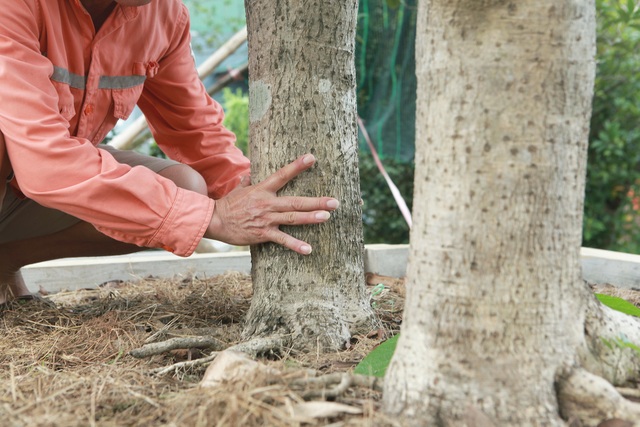 Mộc hương cổ “huynh đệ” trả 3 tỷ đồng không bán, đại gia đất Tổ để chơi - 3 Mộc hương cổ “huynh đệ” trả 3 tỷ đồng không bán, đại gia đất Tổ để chơi - 3