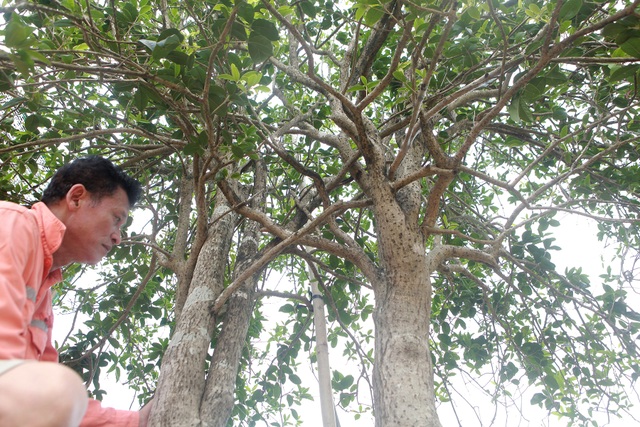 Mộc hương cổ “huynh đệ” trả 3 tỷ đồng không bán, đại gia đất Tổ để chơi - 6 Mộc hương cổ “huynh đệ” trả 3 tỷ đồng không bán, đại gia đất Tổ để chơi - 6