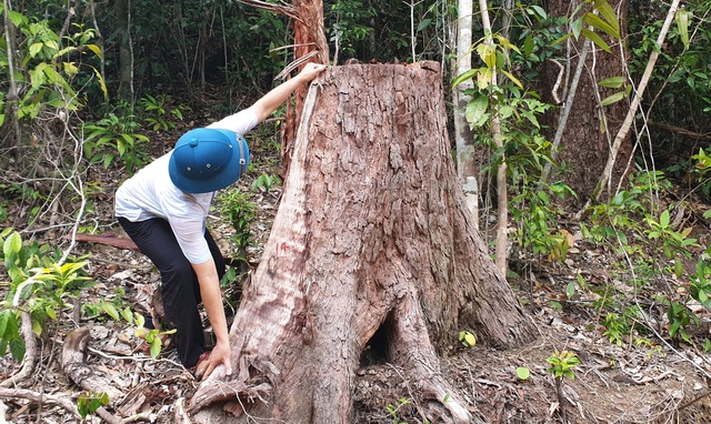 Thủ tướng yêu cầu kiểm tra, xử lý nạn chảy máu rừng già ở Phú Yên - 5