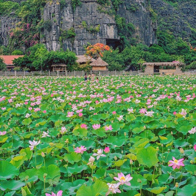 Trồng sen Nhật, thả cá và làm du lịch ở ruộng lúa, nông dân kiếm bộn tiền - 1 Trồng sen Nhật, thả cá và làm du lịch ở ruộng lúa, nông dân kiếm bộn tiền - 1