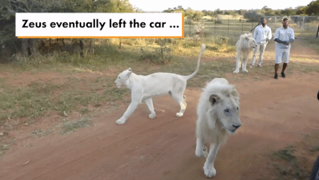 “Hết hồn” khi sư tử trắng nhảy tót vào trong xe của khách tham quan - 1