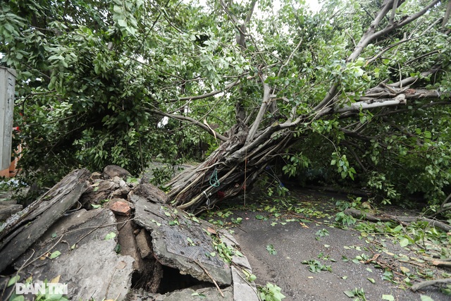 Vì sao hàng trăm cột điện tại Thừa Thiên Huế gãy đổ trong bão số 5? - 8 Vì sao hàng trăm cột điện tại Thừa Thiên Huế gãy đổ trong bão số 5? - 8