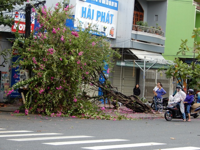 Đà Nẵng: Nhiều cây xanh bật gốc, người dân ra biển bắt cá sau bão - 11