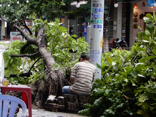 Đà Nẵng: Nhiều cây xanh bật gốc, người dân ra biển bắt cá sau bão - 8