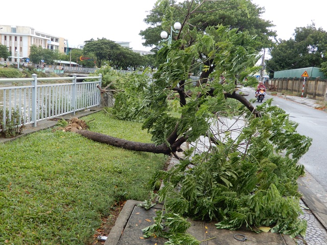 Đà Nẵng: Nhiều cây xanh bật gốc, người dân ra biển bắt cá sau bão - 10