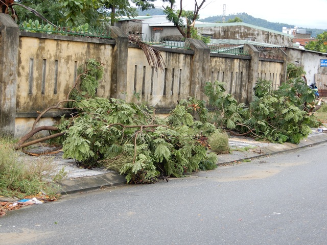 Đà Nẵng: Nhiều cây xanh bật gốc, người dân ra biển bắt cá sau bão - 12