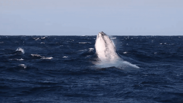 Khám phá đường cao tốc trên biển của cá voi - 2