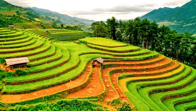 See the golden silk ribbons in Mu Cang Chai - 5