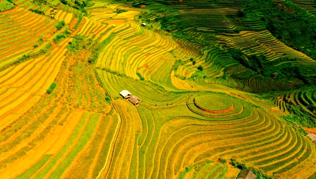 See the golden silk ribbons in Mu Cang Chai - 14