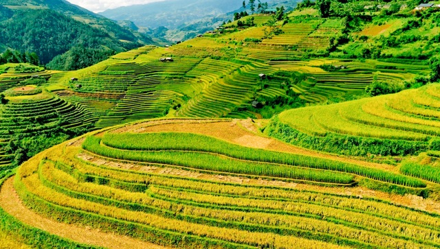 See the golden silk ribbons in Mu Cang Chai - 11