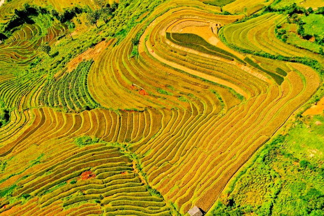 See the golden silk ribbons in Mu Cang Chai - 8