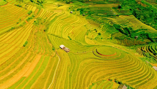 See the golden silk ribbons in Mu Cang Chai - 3