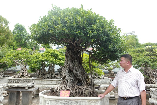 Chiêm ngưỡng bộ ba cây si cổ trị giá chục tỷ đồng của đại gia Vĩnh Phúc - 1 Chiêm ngưỡng bộ ba cây si cổ trị giá chục tỷ đồng của đại gia Vĩnh Phúc - 1