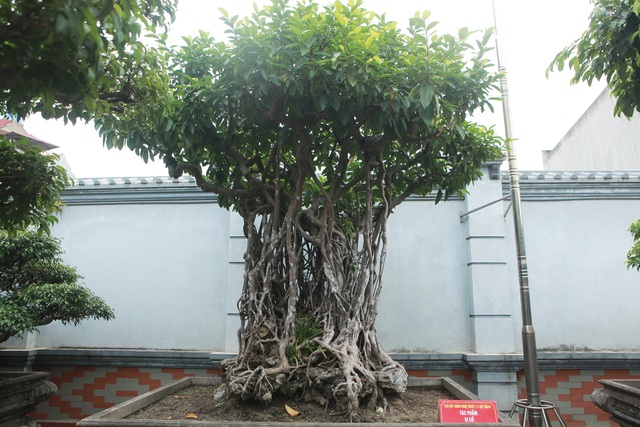 Chiêm ngưỡng bộ ba cây si cổ trị giá chục tỷ đồng của đại gia Vĩnh Phúc - 5 Chiêm ngưỡng bộ ba cây si cổ trị giá chục tỷ đồng của đại gia Vĩnh Phúc - 5