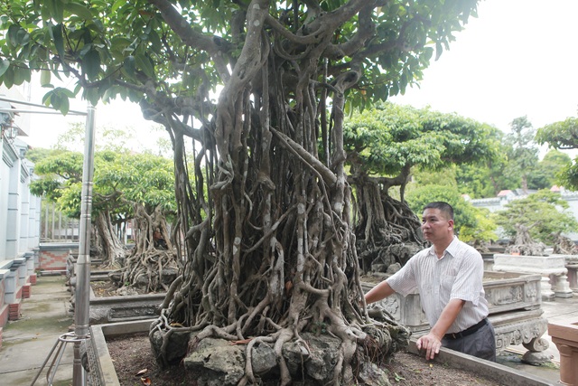 Chiêm ngưỡng bộ ba cây si cổ trị giá chục tỷ đồng của đại gia Vĩnh Phúc - 8 Chiêm ngưỡng bộ ba cây si cổ trị giá chục tỷ đồng của đại gia Vĩnh Phúc - 8