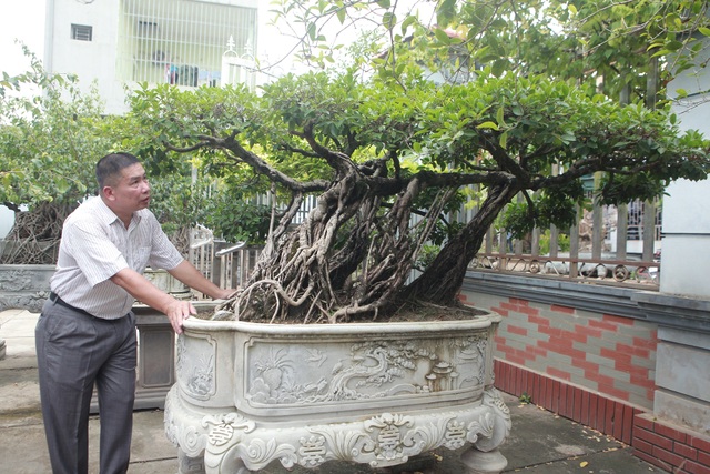 Chiêm ngưỡng bộ ba cây si cổ trị giá chục tỷ đồng của đại gia Vĩnh Phúc - 9 Chiêm ngưỡng bộ ba cây si cổ trị giá chục tỷ đồng của đại gia Vĩnh Phúc - 9