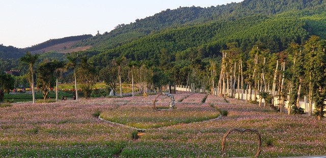Thung lũng hoa Phủ Quỳ, điểm check in tuyệt đẹp giữa núi đồi xứ Nghệ - 8 Thung lũng hoa Phủ Quỳ, điểm check in tuyệt đẹp giữa núi đồi xứ Nghệ - 8