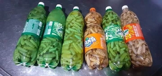 Kỳ lạ loại côn trùng chúa bán theo con, chị em mua cả chục triệu đồng tẩm bổ cho chồng - 4 Kỳ lạ loại côn trùng chúa bán theo con, chị em mua cả chục triệu đồng tẩm bổ cho chồng - 4