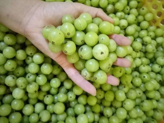Quả lạ mọc dại cho không ai lấy nay lên đời được mua với giá tiền triệu - 1 Quả lạ mọc dại cho không ai lấy nay lên đời được mua với giá tiền triệu - 1