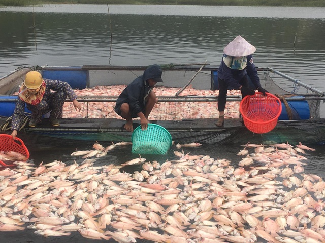 Dân điêu đứng vì hàng chục tấn cá chết trắng sau những trận mưa lớn - 1 Dân điêu đứng vì hàng chục tấn cá chết trắng sau những trận mưa lớn - 1
