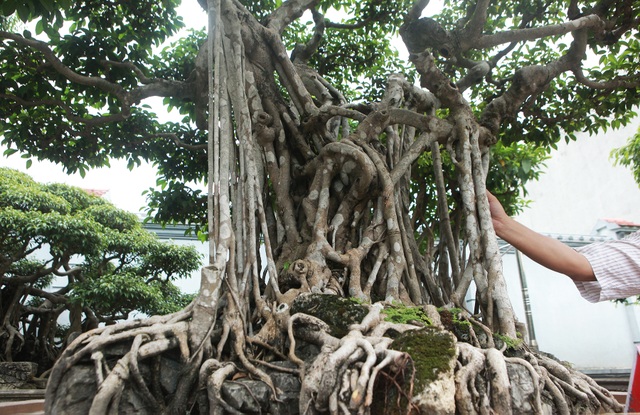 Sanh cổ “Ngũ long tranh châu” mua từ năm 1996 với giá 100 cây vàng - 3 Sanh cổ “Ngũ long tranh châu” mua từ năm 1996 với giá 100 cây vàng - 3