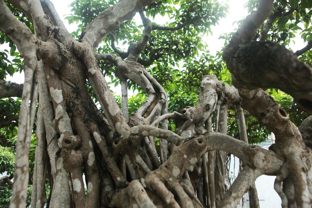 Sanh cổ “Ngũ long tranh châu” mua từ năm 1996 với giá 100 cây vàng - 7 Sanh cổ “Ngũ long tranh châu” mua từ năm 1996 với giá 100 cây vàng - 7
