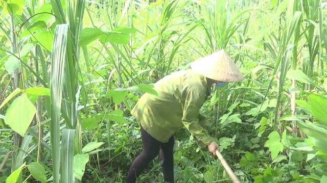 Nữ sinh nghèo dân tộc Thổ và nỗi buồn gác lại giấc mơ giảng đường đại học - 2 Nữ sinh nghèo dân tộc Thổ và nỗi buồn gác lại giấc mơ giảng đường đại học - 2