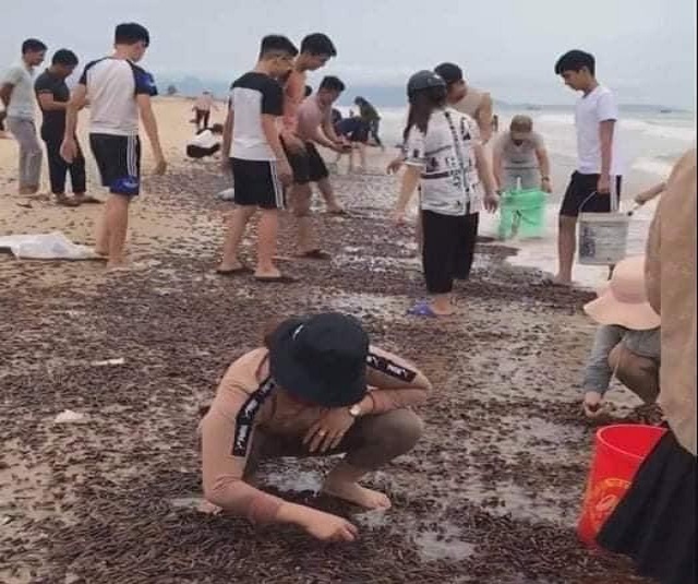 Dân đổ xô ra biển nhặt ốc xoăn dạt vào bờ sau bão - 2 Dân đổ xô ra biển nhặt ốc xoăn dạt vào bờ sau bão - 2