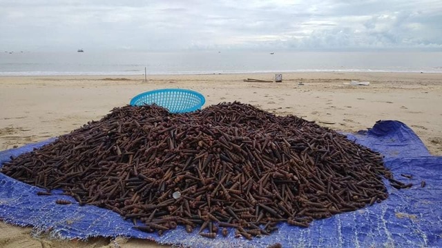 Dân đổ xô ra biển nhặt ốc xoăn dạt vào bờ sau bão - 4 Dân đổ xô ra biển nhặt ốc xoăn dạt vào bờ sau bão - 4