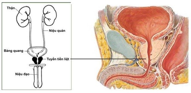 Bí quyết giúp giảm nguy cơ mắc ung thư tuyến tiền liệt - 1