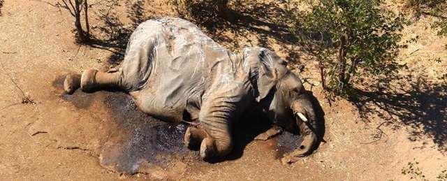 Bí ẩn voi chết hàng loạt ở Botswana đã được giải đáp - 1 Bí ẩn voi chết hàng loạt ở Botswana đã được giải đáp - 1