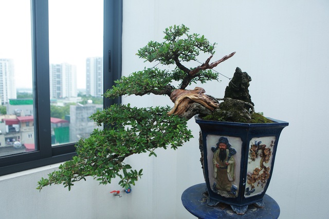 Nghệ nhân Hà Nội bật mí về bonsai kích thước nhỏ nhưng giá “khủng” - 10 Nghệ nhân Hà Nội bật mí về bonsai kích thước nhỏ nhưng giá “khủng” - 10