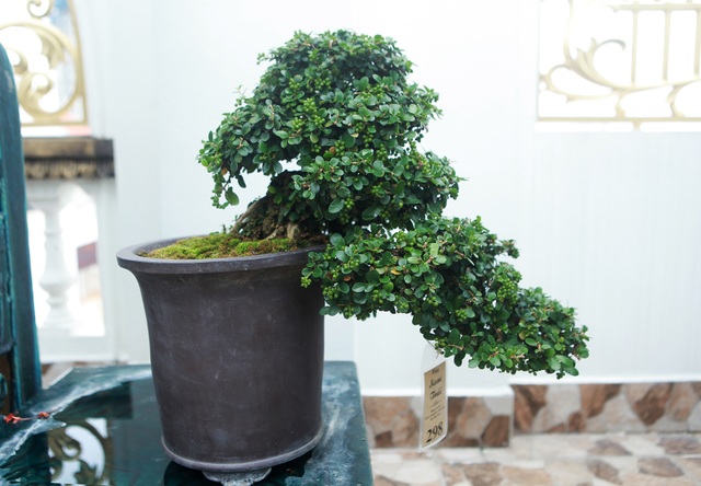 Nghệ nhân Hà Nội bật mí về bonsai kích thước nhỏ nhưng giá “khủng” - 11 Nghệ nhân Hà Nội bật mí về bonsai kích thước nhỏ nhưng giá “khủng” - 11
