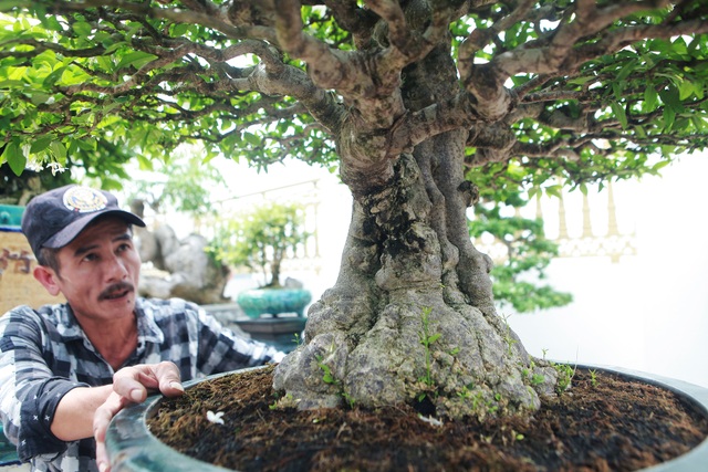 Nghệ nhân Hà Nội bật mí về bonsai kích thước nhỏ nhưng giá “khủng” - 12 Nghệ nhân Hà Nội bật mí về bonsai kích thước nhỏ nhưng giá “khủng” - 12