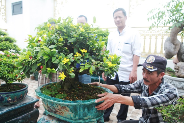 Nghệ nhân Hà Nội bật mí về bonsai kích thước nhỏ nhưng giá “khủng” - 7 Nghệ nhân Hà Nội bật mí về bonsai kích thước nhỏ nhưng giá “khủng” - 7