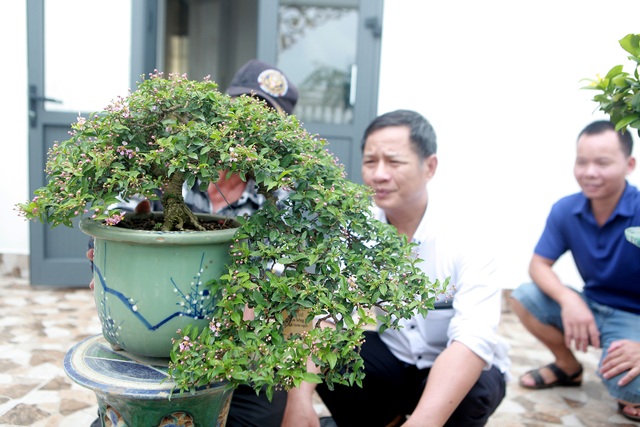 Nghệ nhân Hà Nội bật mí về bonsai kích thước nhỏ nhưng giá “khủng” - 8 Nghệ nhân Hà Nội bật mí về bonsai kích thước nhỏ nhưng giá “khủng” - 8