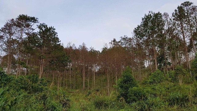 Rừng thông lớn bị khoan lỗ, đổ hóa chất đầu độc - 1