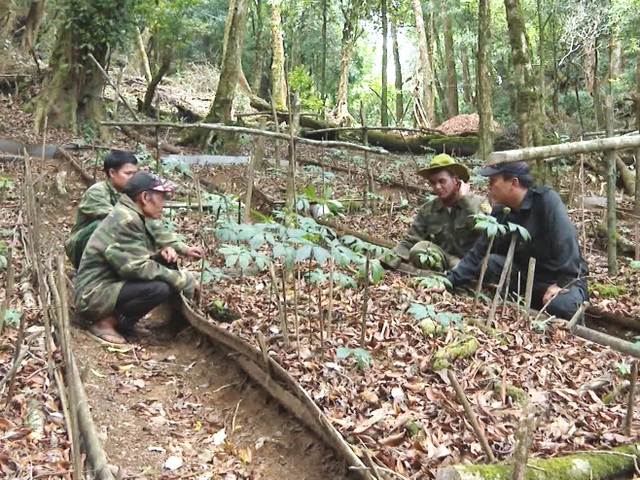 Phấn đấu phát triển Kon Tum thành vùng dược liệu quốc gia - 3 Phấn đấu phát triển Kon Tum thành vùng dược liệu quốc gia - 3