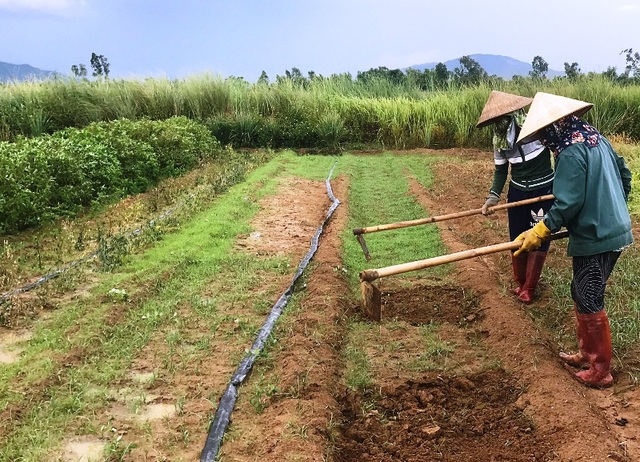 Chàng trai đi Nhật về dùng ớt, tỏi, rau răm… chế thuốc trị bệnh cho rau - 2