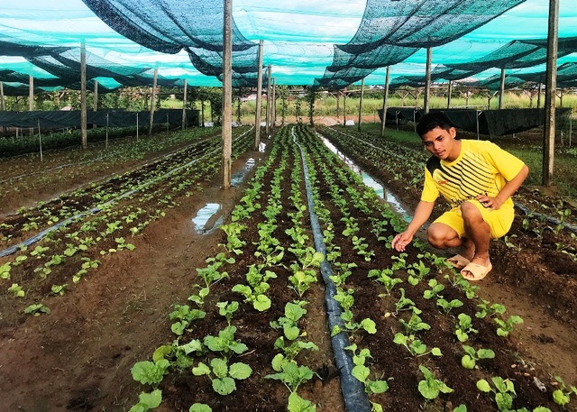 Chàng trai đi Nhật về dùng ớt, tỏi, rau răm… chế thuốc trị bệnh cho rau - 3