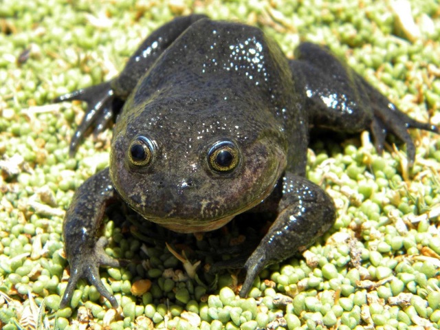 Phát hiện “ếch ma” tưởng đã tuyệt chủng tại ốc đảo ở Chile - 1