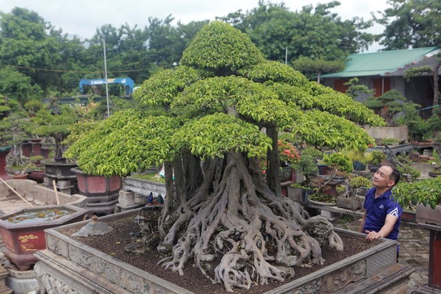 Ngắm cây sanh tiền tỷ mà chủ nhân đã bán nhà, gán ô tô mới rước được về - 4 Ngắm cây sanh tiền tỷ mà chủ nhân đã bán nhà, gán ô tô mới rước được về - 4