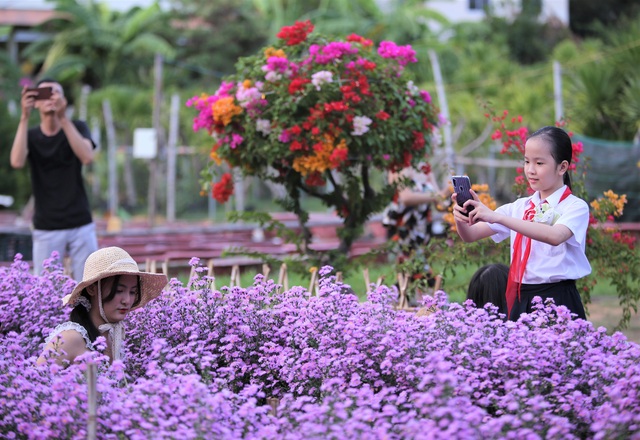 Náo nức “check in” vườn hoa thạch thảo tím “lịm tim” ở Đà Nẵng - 4 Náo nức “check in” vườn hoa thạch thảo tím “lịm tim” ở Đà Nẵng - 4