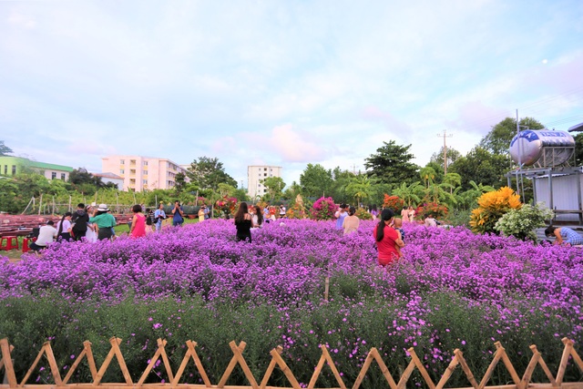 Náo nức “check in” vườn hoa thạch thảo tím “lịm tim” ở Đà Nẵng - 1