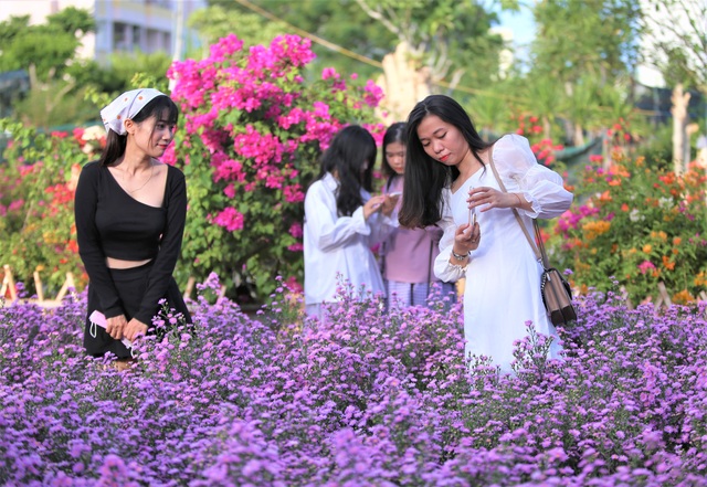 Náo nức “check in” vườn hoa thạch thảo tím “lịm tim” ở Đà Nẵng - 3