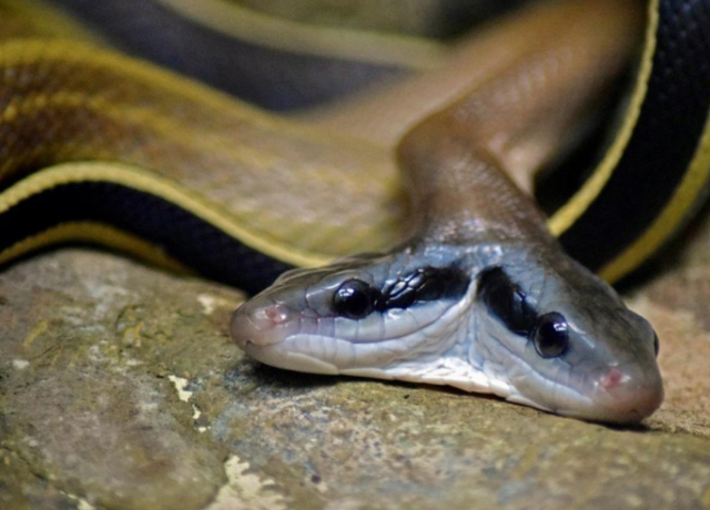 Rắn hai đầu quý hiếm: Hãy mở ra một thế giới khám phá mới với hình ảnh rắn hai đầu quý hiếm. Được biết đến với sự hiếm có và đặc biệt, rắn hai đầu sẽ khiến bạn khám phá thêm về động vật hoang dã và sự đa dạng của loài vật trên trái đất.