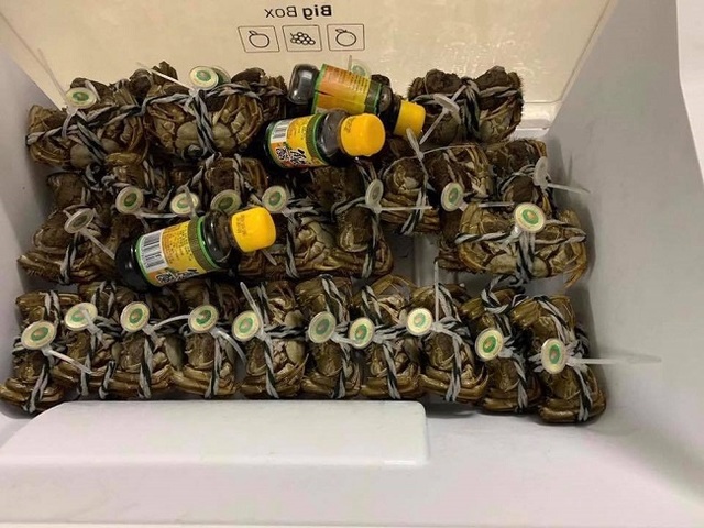 Loại cua “nhà giàu” bán tràn lan chỉ từ 45.000 đồng/con, tiểu thương “tiết lộ” sự thật - 5 Loại cua “nhà giàu” bán tràn lan chỉ từ 45.000 đồng/con, tiểu thương “tiết lộ” sự thật - 5