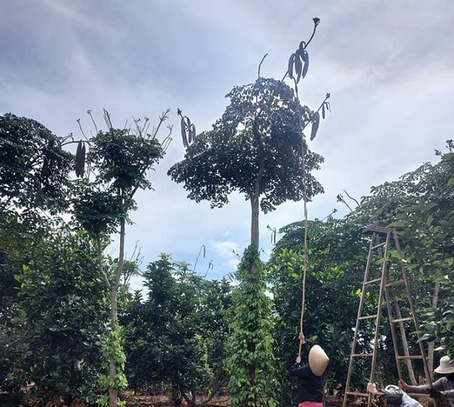 Thứ quả rừng dài cả mét được săn lùng, dân hái bán thu tiền triệu mỗi ngày - 4 Thứ quả rừng dài cả mét được săn lùng, dân hái bán thu tiền triệu mỗi ngày - 4